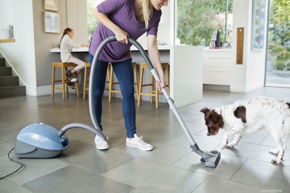 Why Your Dog May Fear Everyday Objects—and How to Help