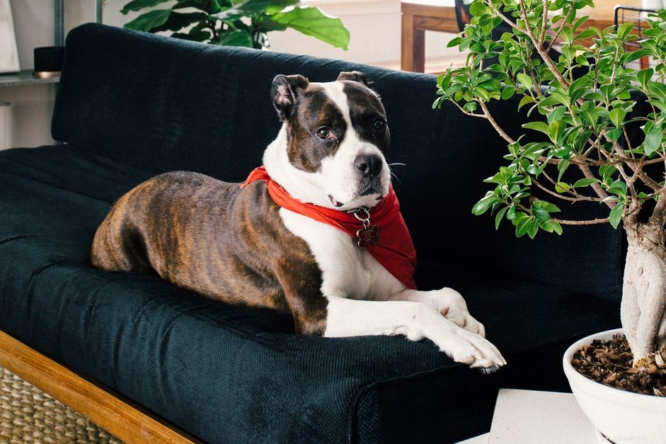 Training Your Pit Bull: A Comprehensive Guide to a Friendly Family Companion