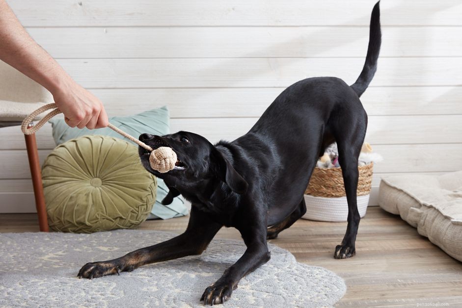 Mastering Tug of War: Safe, Bond‑Building Play With Your Dog