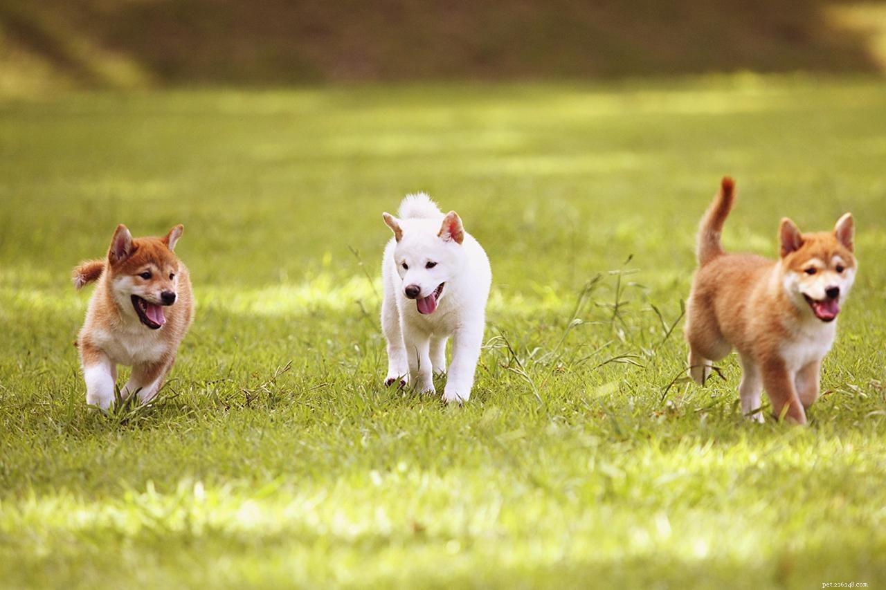 10 Proven Tips for Successful Puppy Training