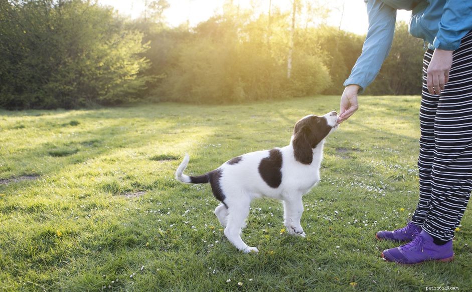 Master Dog Training Sessions: A Step-by-Step Guide