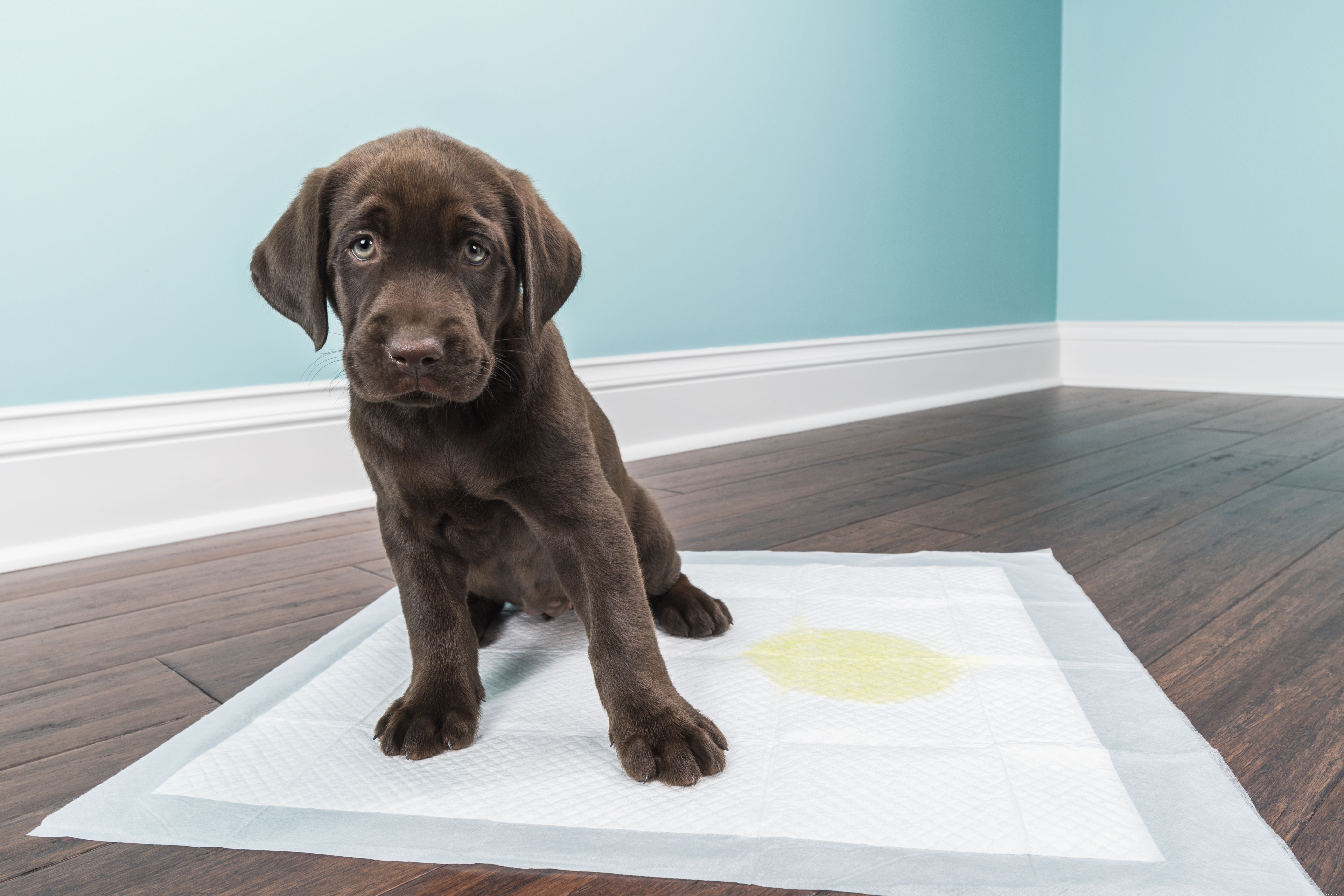 10 Proven Tips for Successful Puppy Training