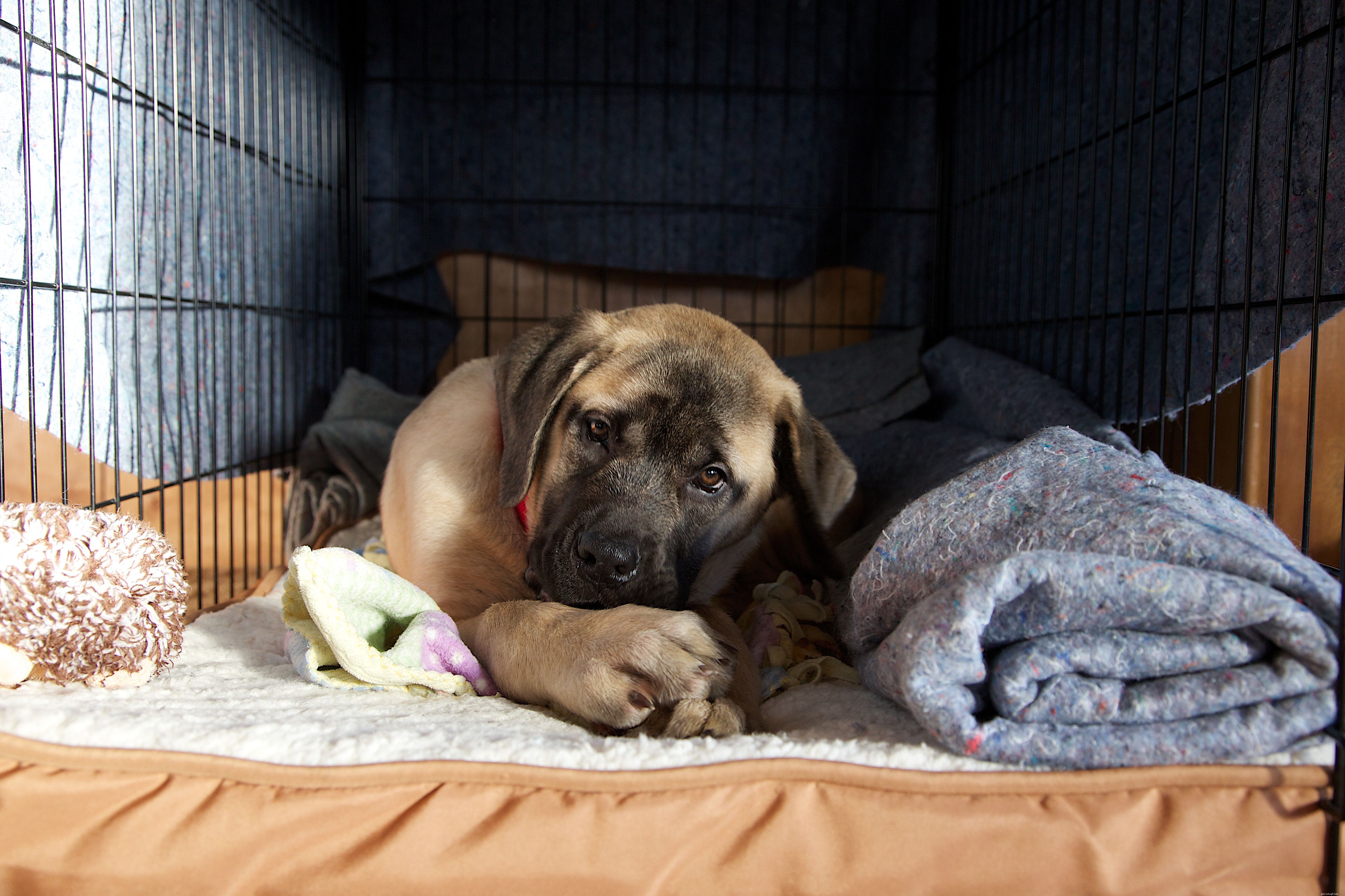 10 Proven Tips for Successful Puppy Training