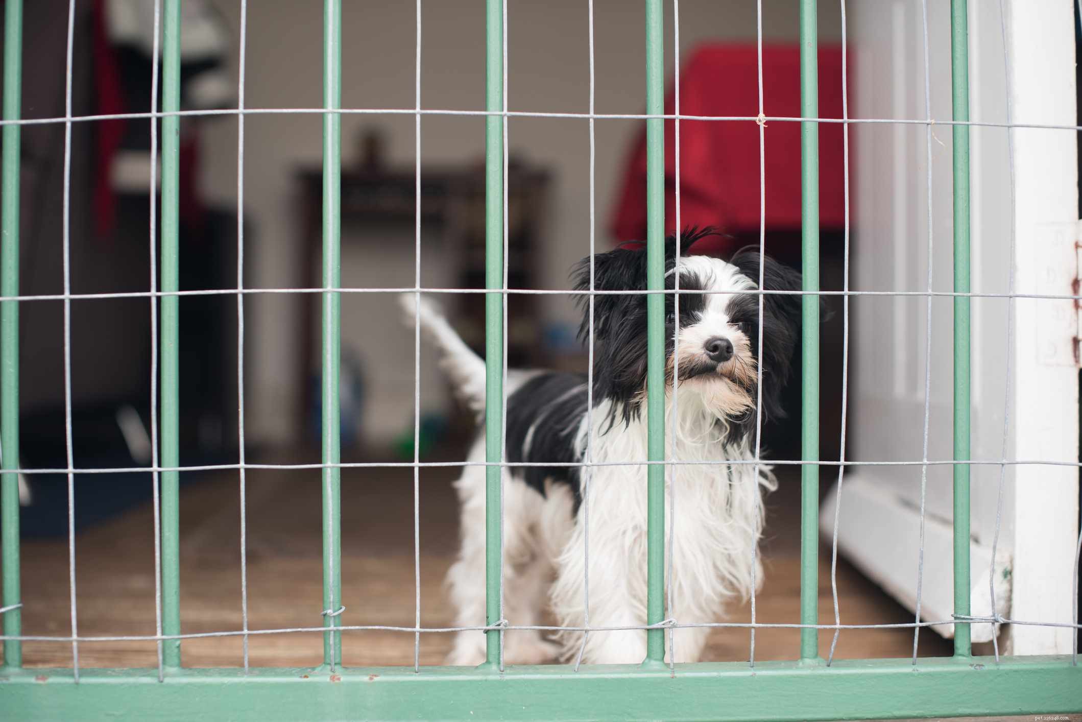 10 Proven Tips for Successful Puppy Training