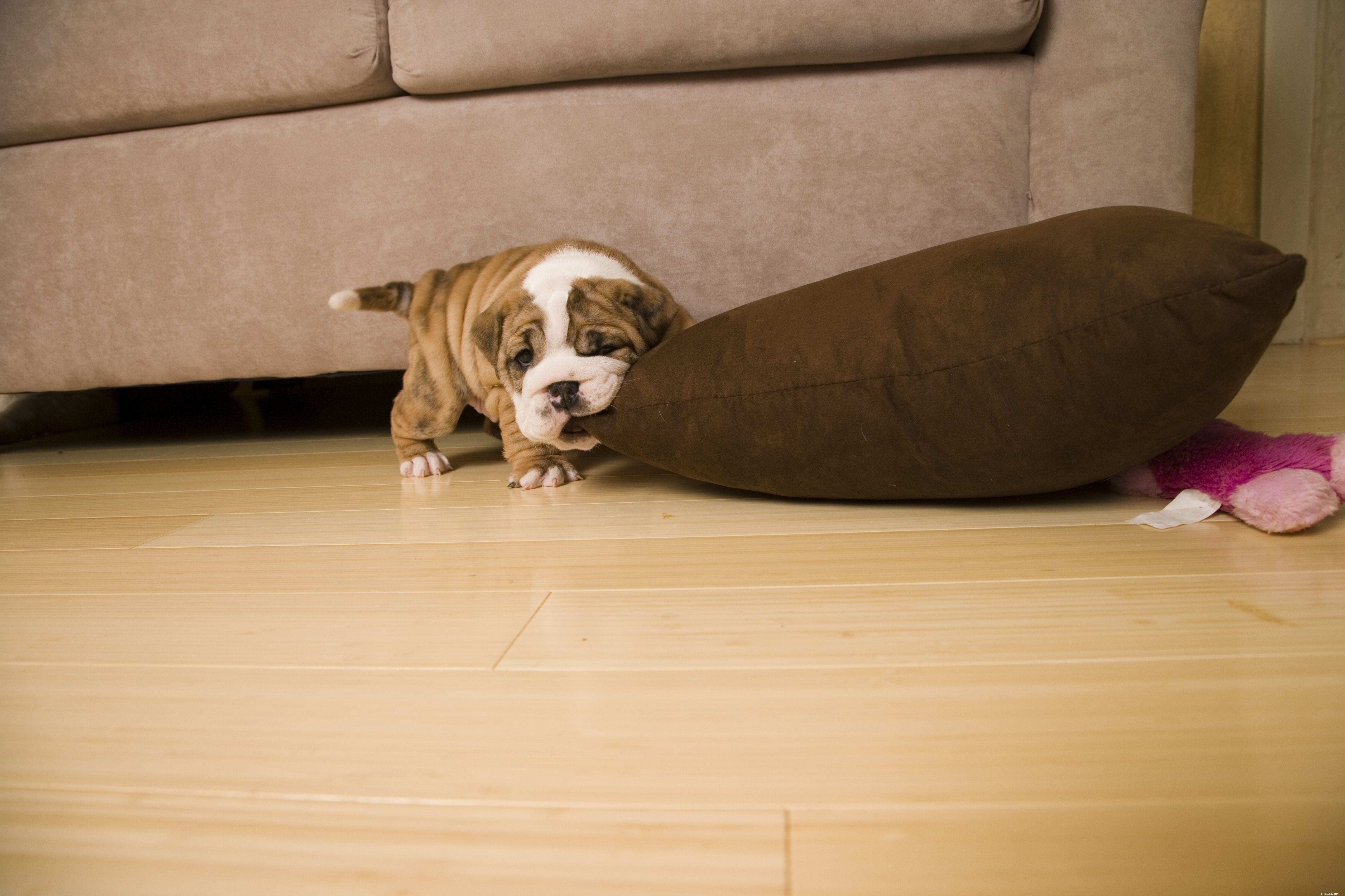 10 Proven Tips for Successful Puppy Training