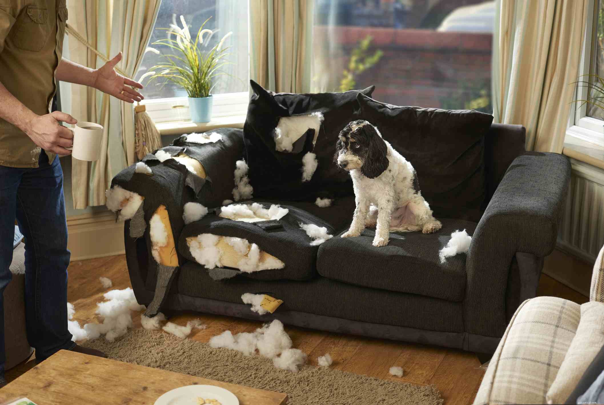 10 Proven Tips for Successful Puppy Training