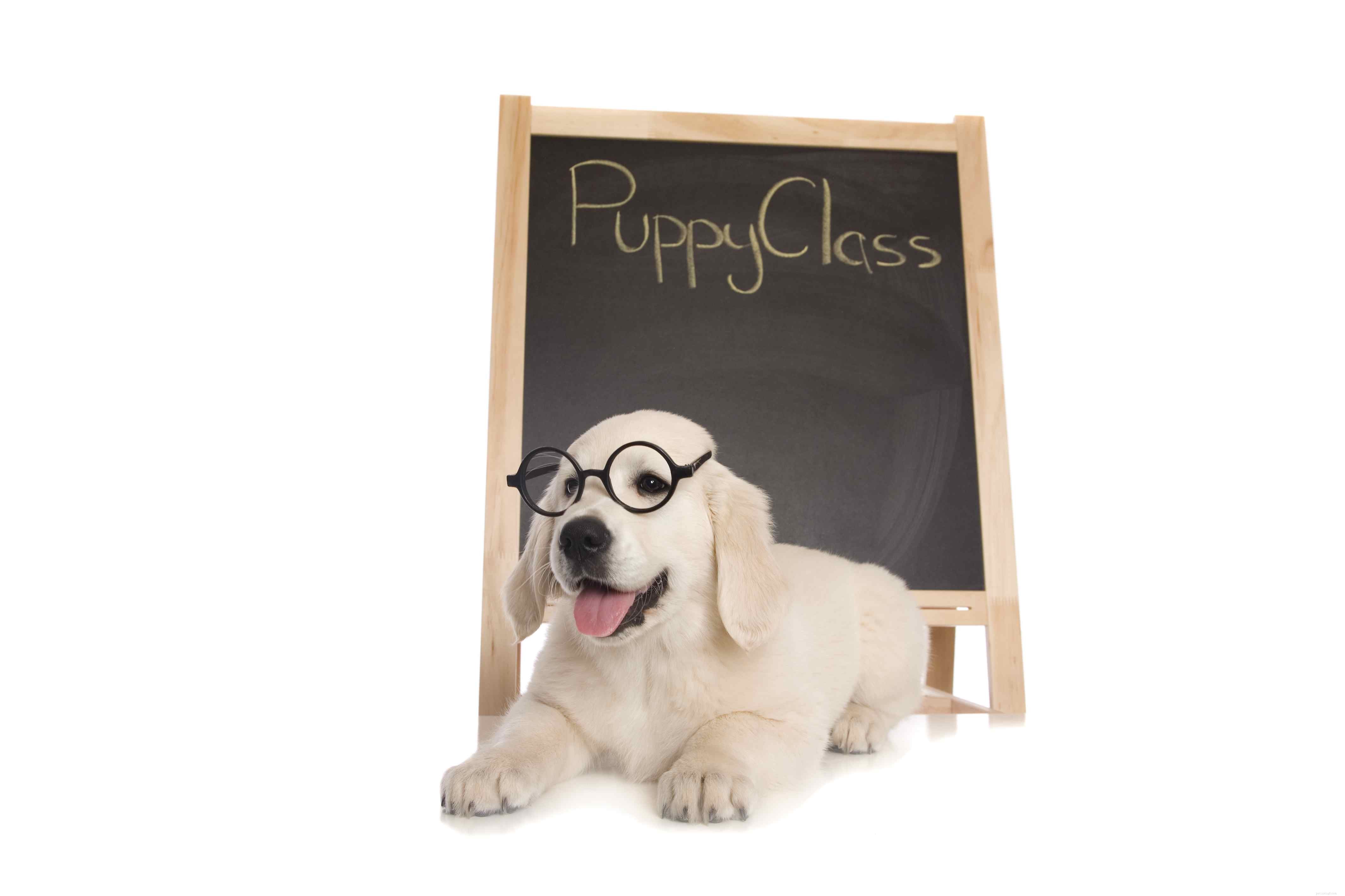 10 Proven Tips for Successful Puppy Training