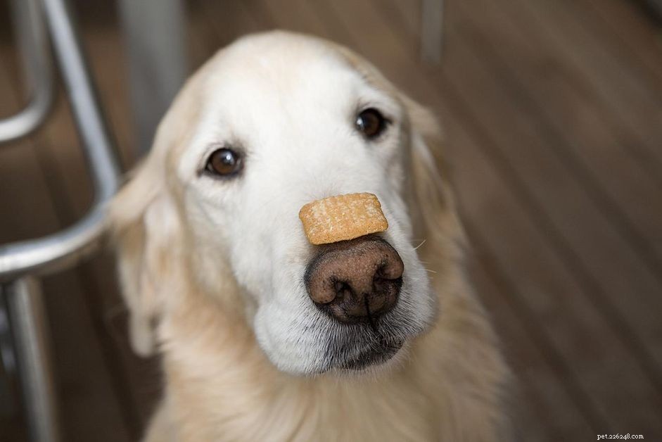Effective Dog Training: Using Treats to Reinforce Positive Behavior