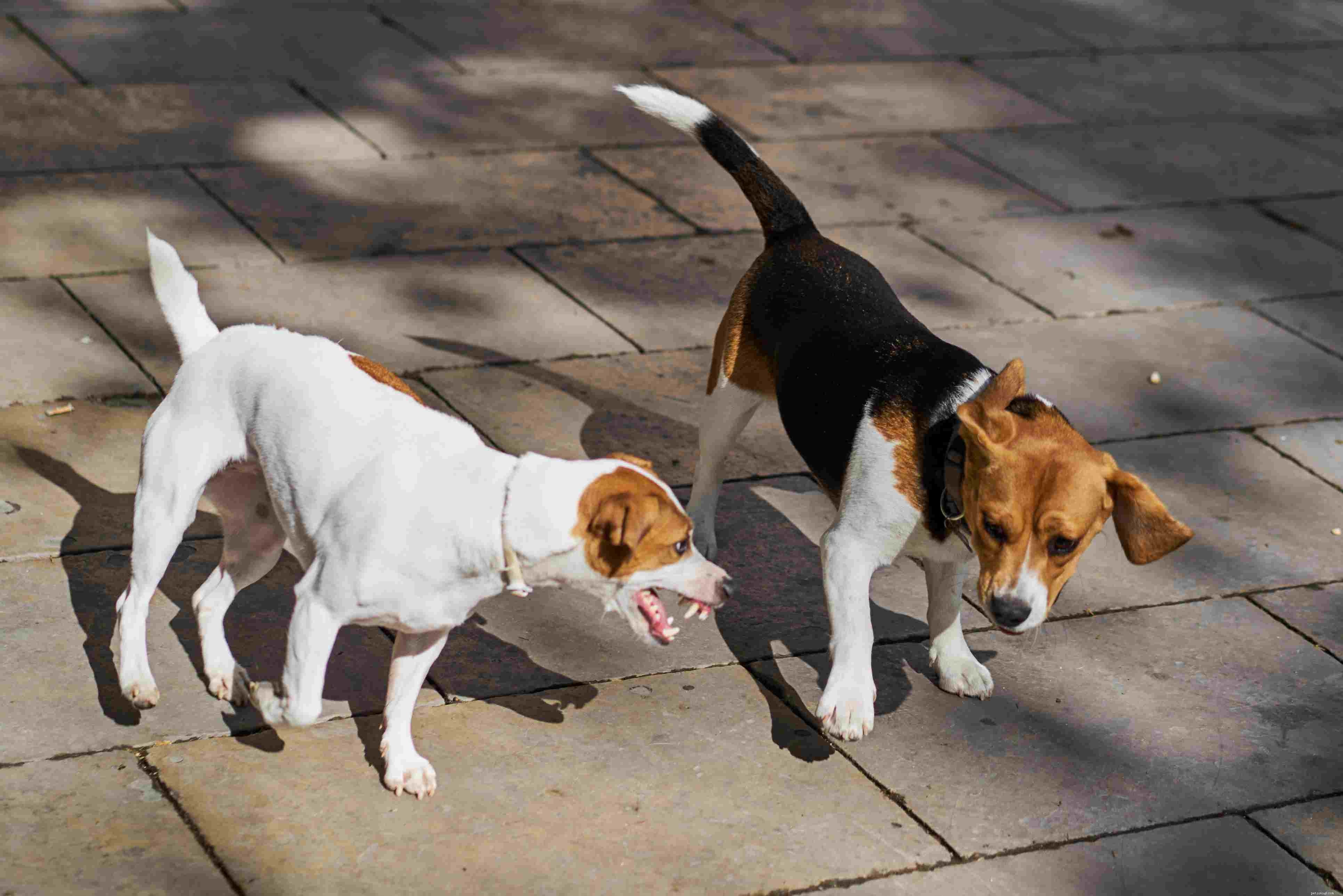 Decoding Dog Growls: Signs, Causes, and How to Respond