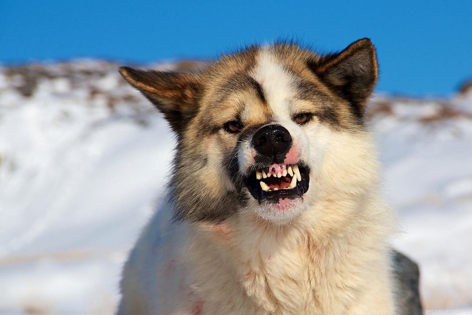 Decoding Dog Growls: Signs, Causes, and How to Respond