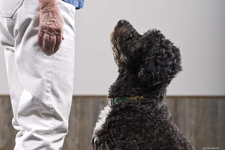 Train Your Dog to Focus on You: Proven Commands & Techniques