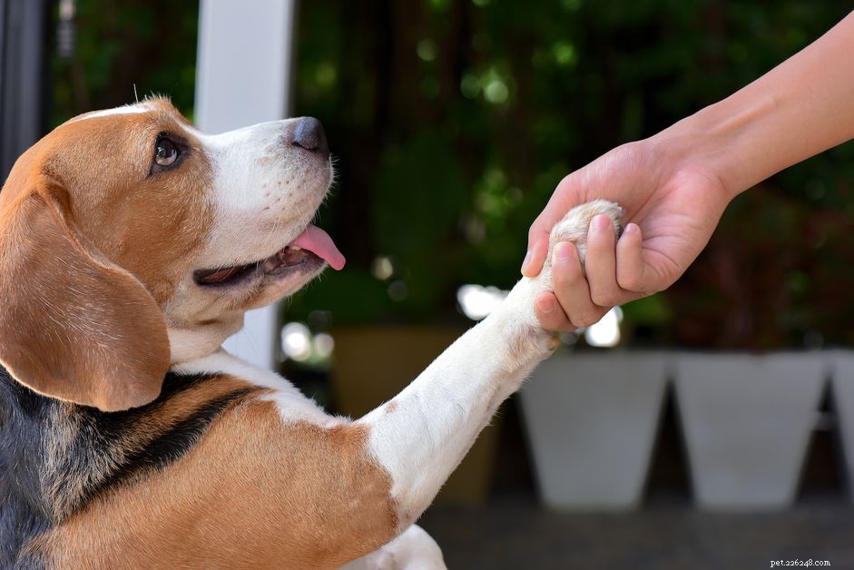 Master Positive Reinforcement: Expert Dog Training Tips