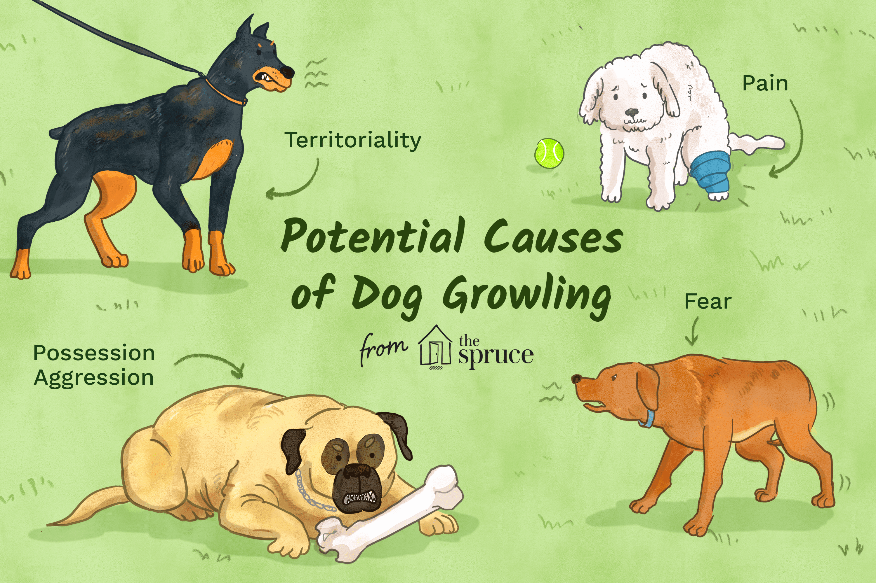 Decoding Dog Growls: Signs, Causes, and How to Respond