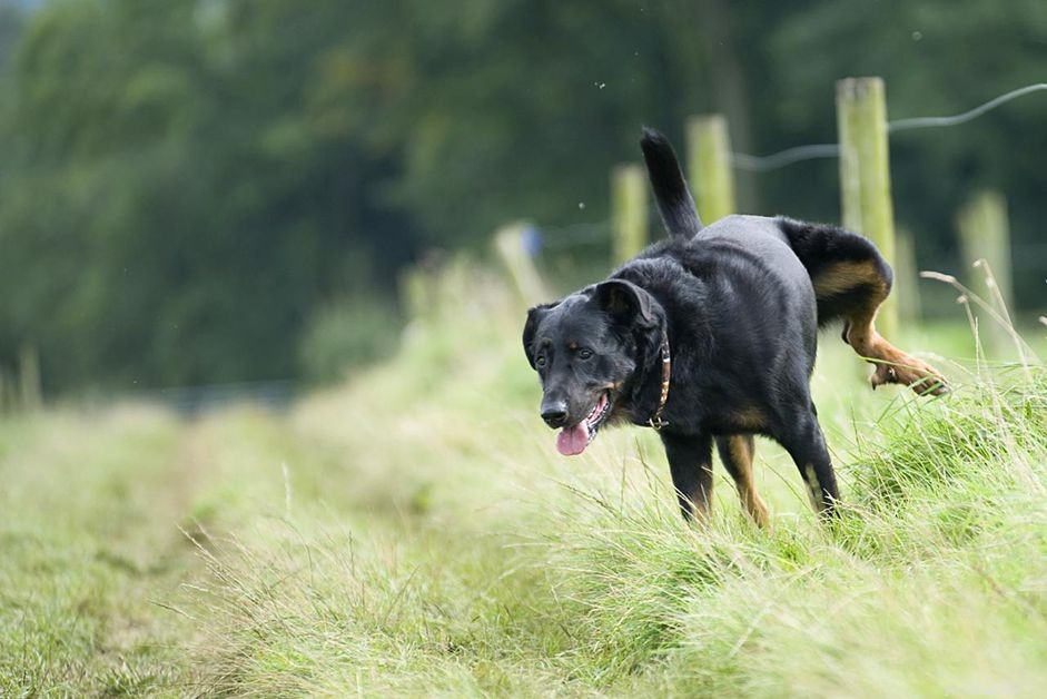 Effective Dog Potty Training: Teach Your Pup to Use One Designated Spot