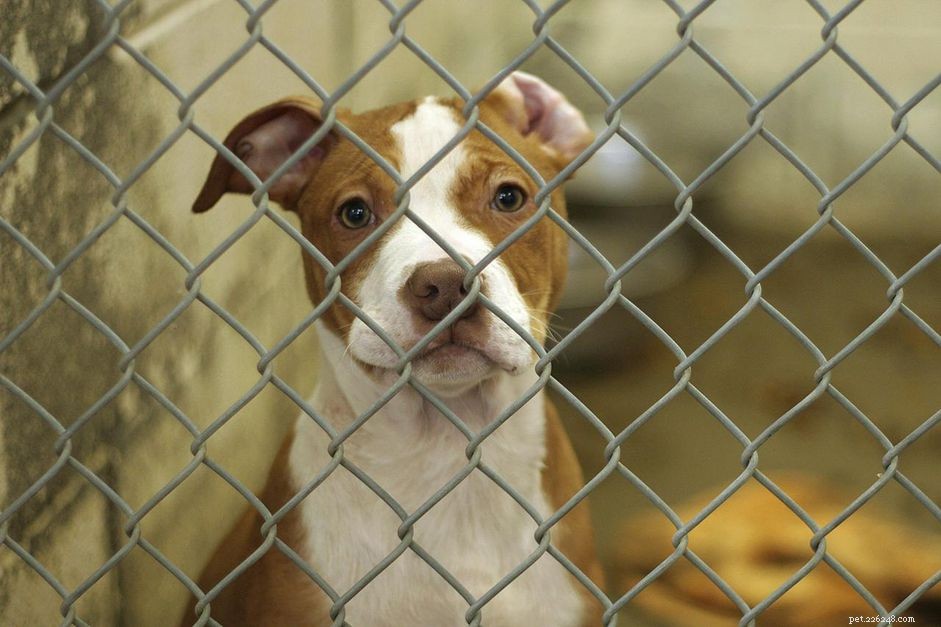 Train Your New Rescue Dog: Proven Steps to Build Trust and Obedience