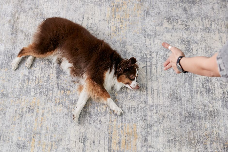 Teach Your Dog the  Play Dead  Trick in Easy Steps
