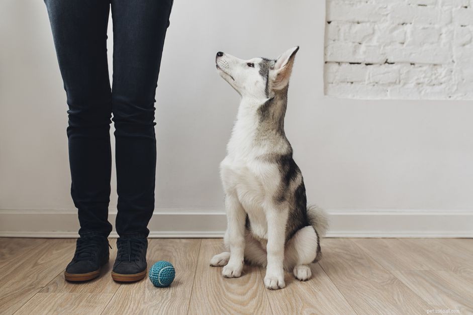 Avoid These 10 Dog Training Mistakes for Faster Results