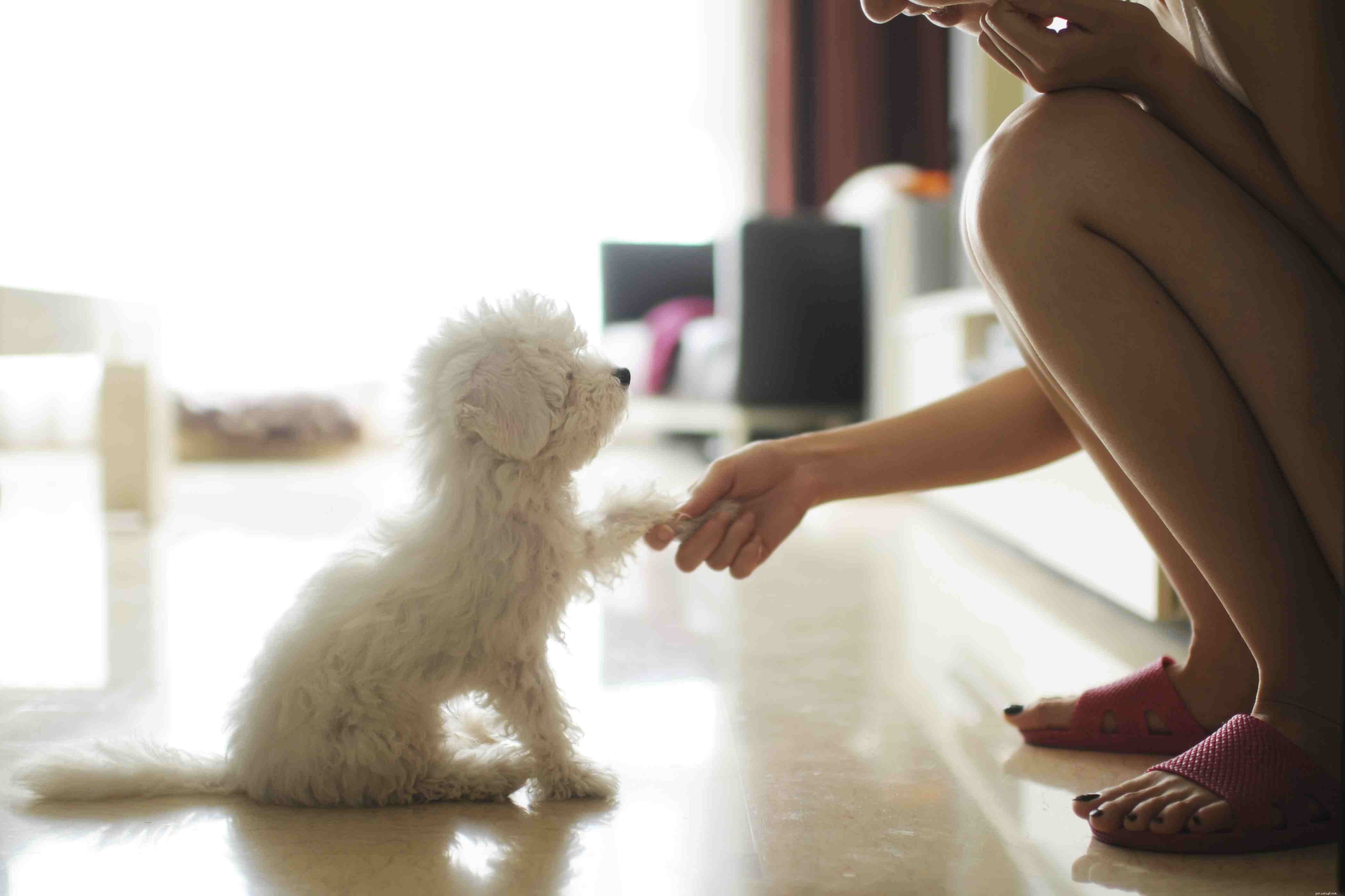 Avoid These 10 Dog Training Mistakes for Faster Results