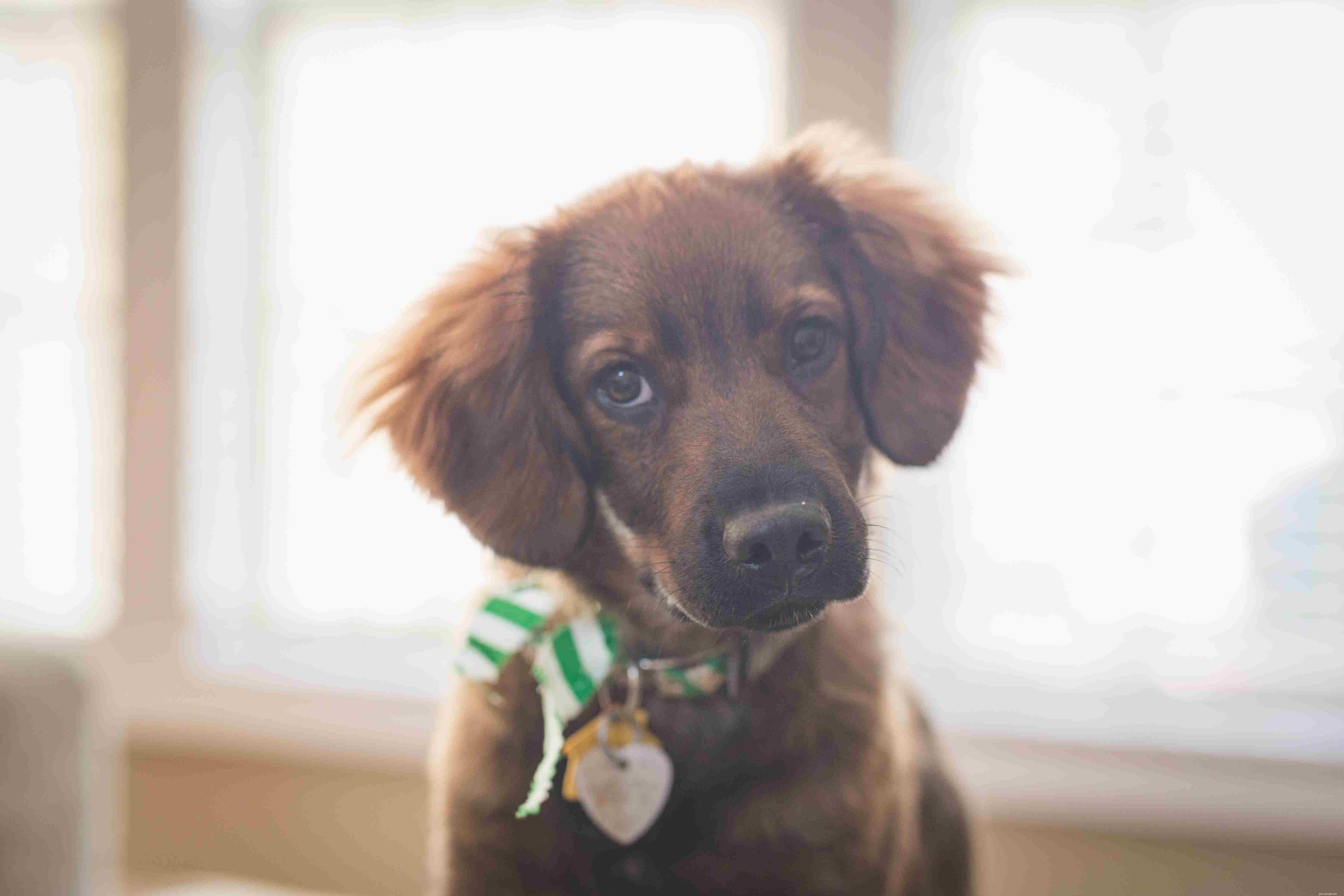 Avoid These 10 Dog Training Mistakes for Faster Results