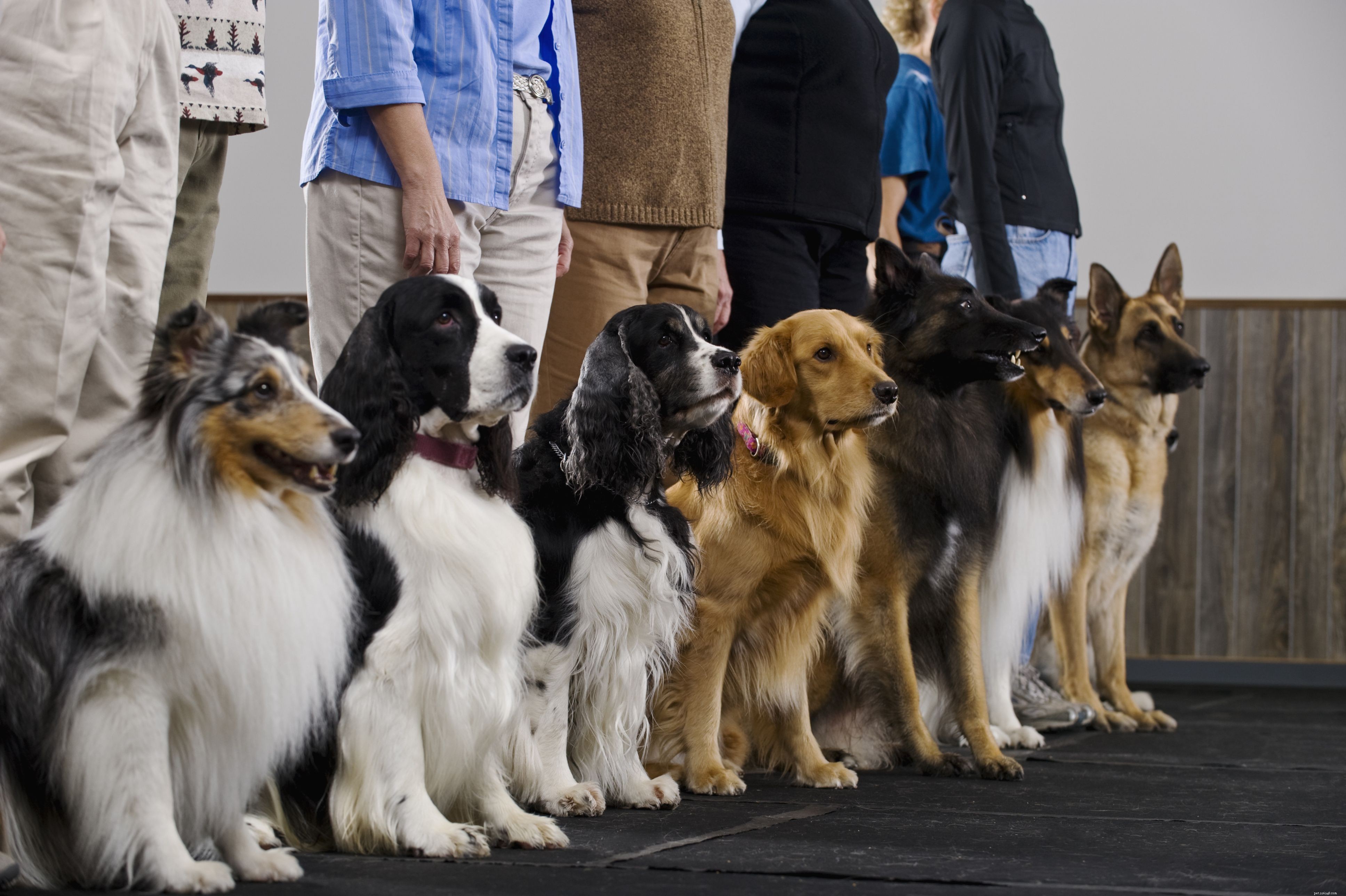 Avoid These 10 Dog Training Mistakes for Faster Results