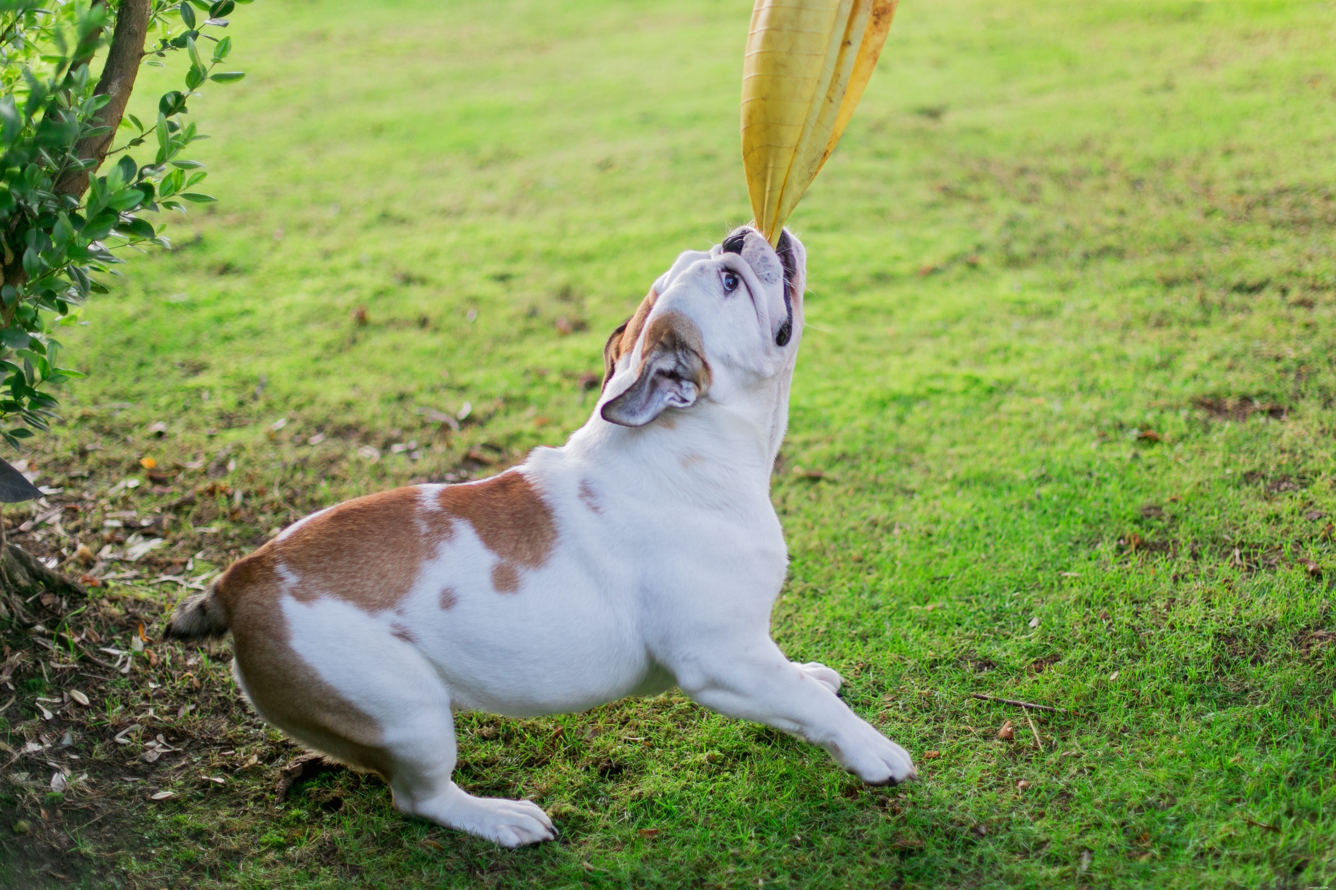 Avoid These 10 Dog Training Mistakes for Faster Results