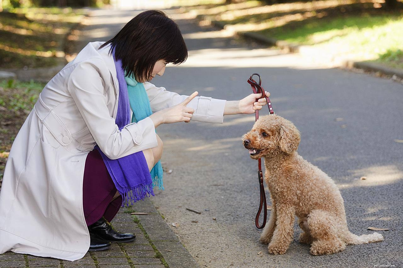 Avoid These 10 Dog Training Mistakes for Faster Results
