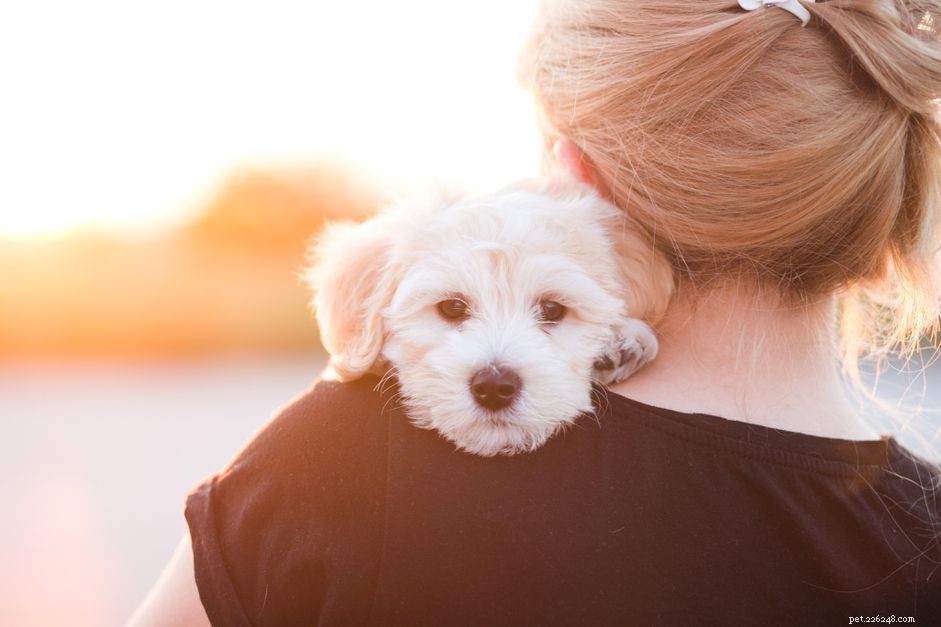 Recognizing Fear in Dogs: Key Signs and How to Respond