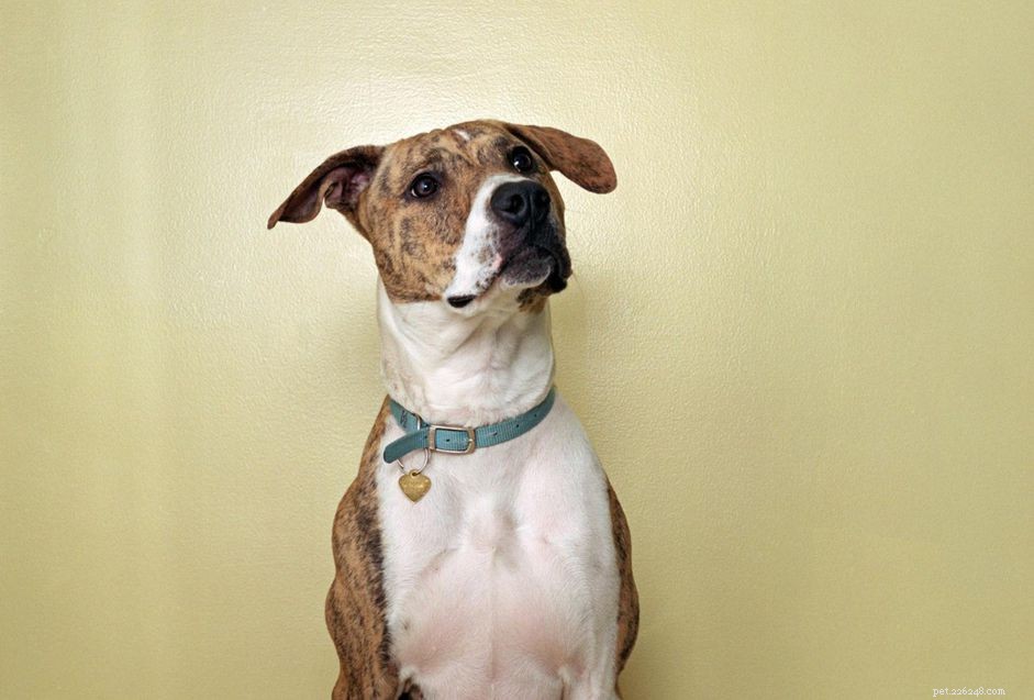 Train Your Senior Dog: Simple Tricks That Work for Mature Pets