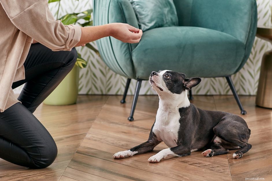 Essential Small Dog Training: Build Good Behavior, Safety, and Bonding
