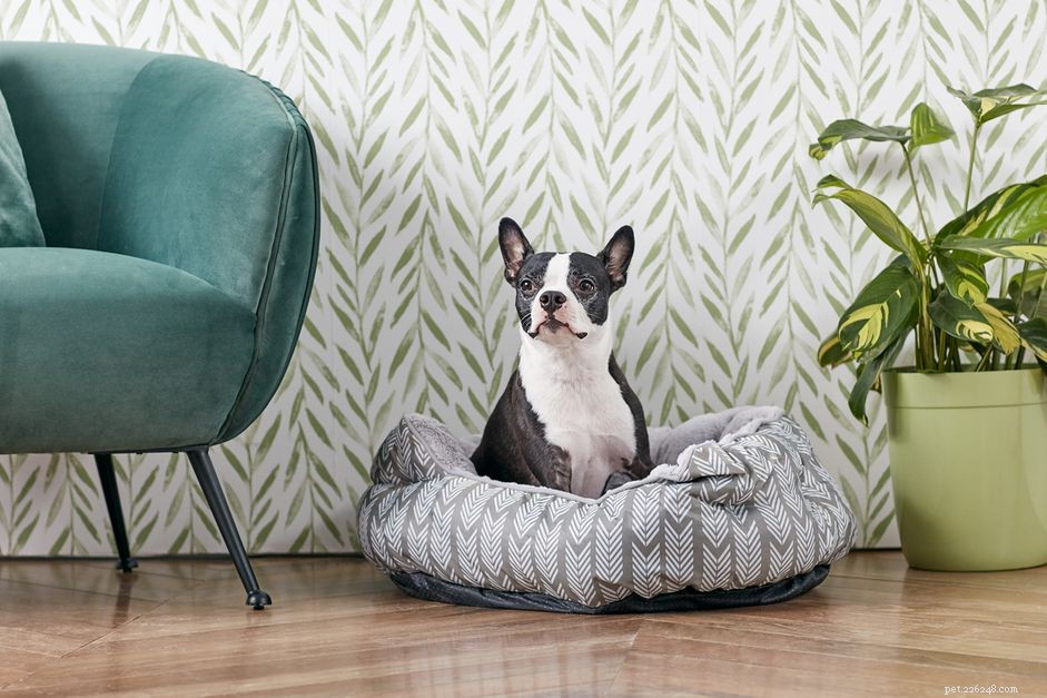 Train Your Dog to Find Its Spot: A Step‑by‑Step Guide