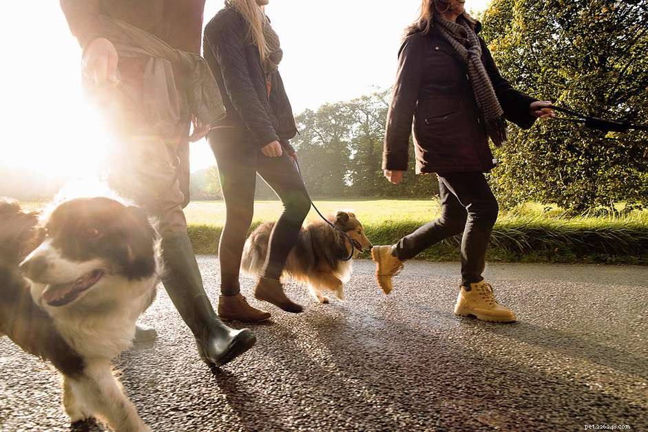 Master the Canine Good Citizen Test: Expert Training Tips for a Well-Behaved Dog