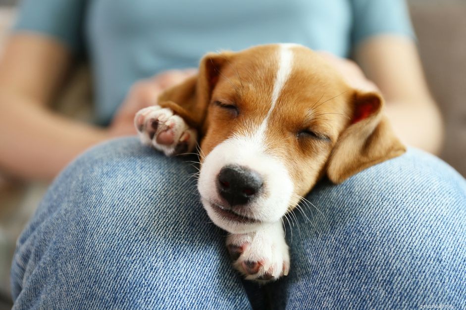 10 Proven Ways to Safely Coexist with Your Dog and Children