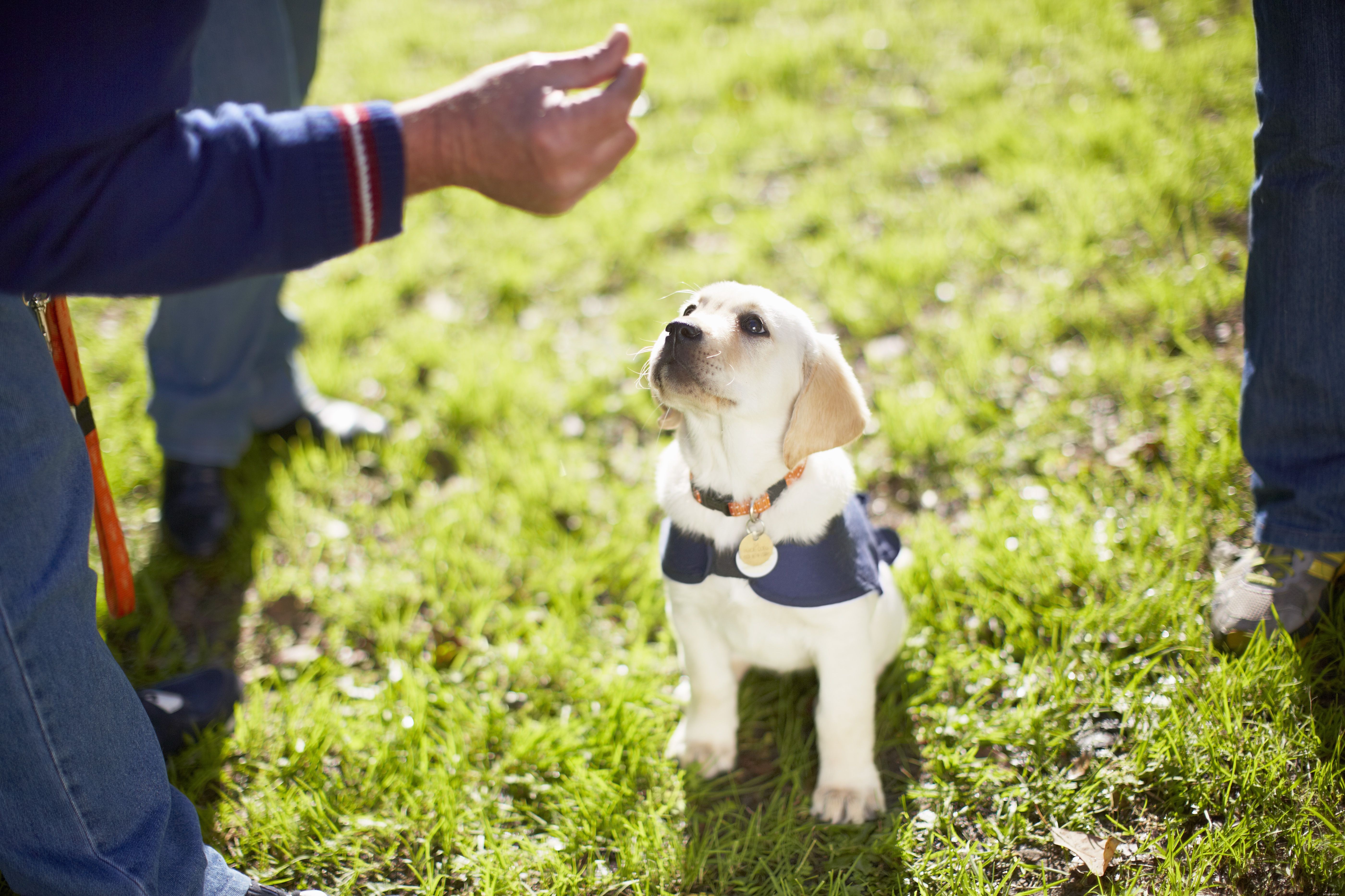 10 Proven Ways to Safely Coexist with Your Dog and Children