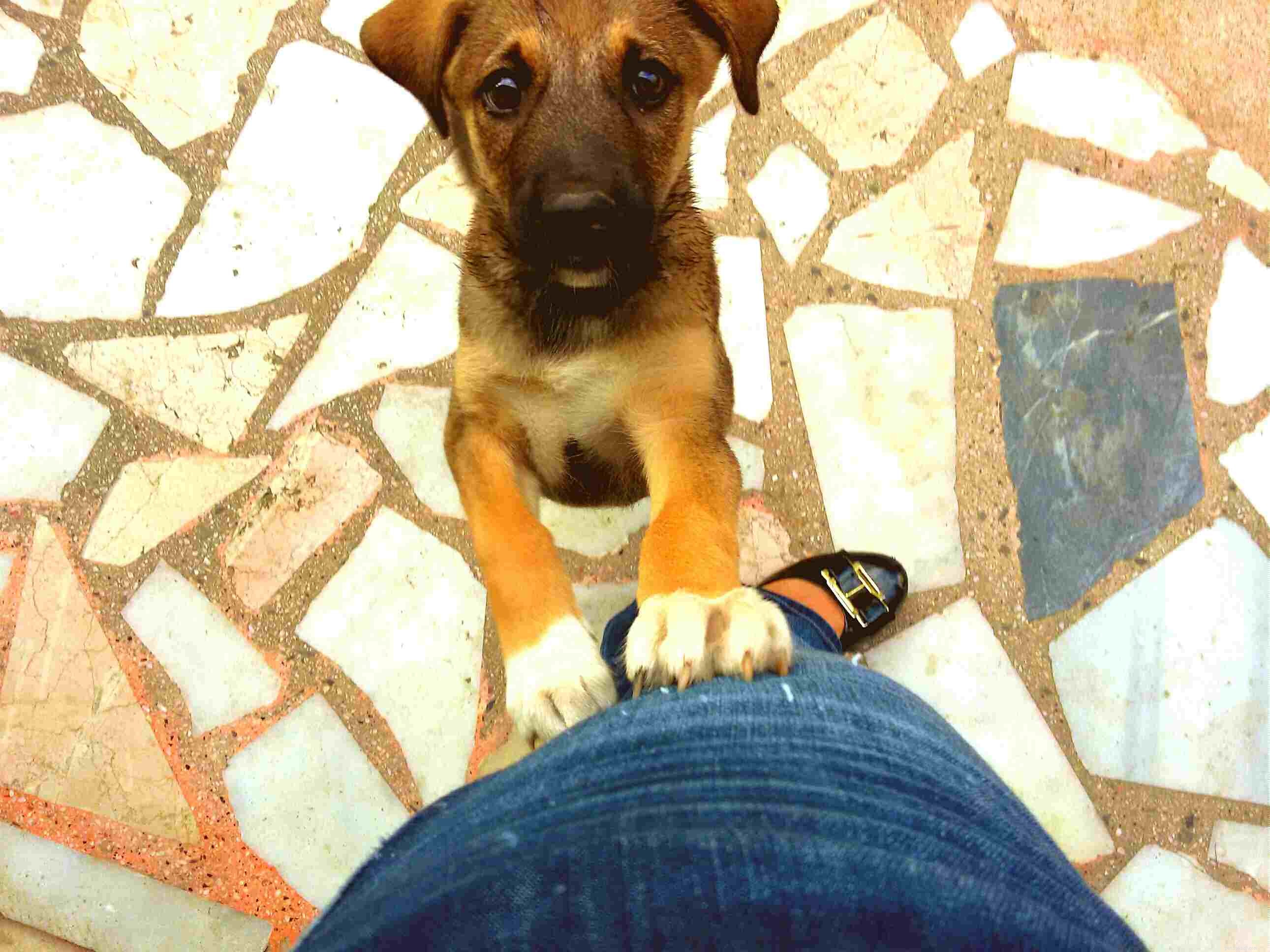 10 Proven Ways to Safely Coexist with Your Dog and Children