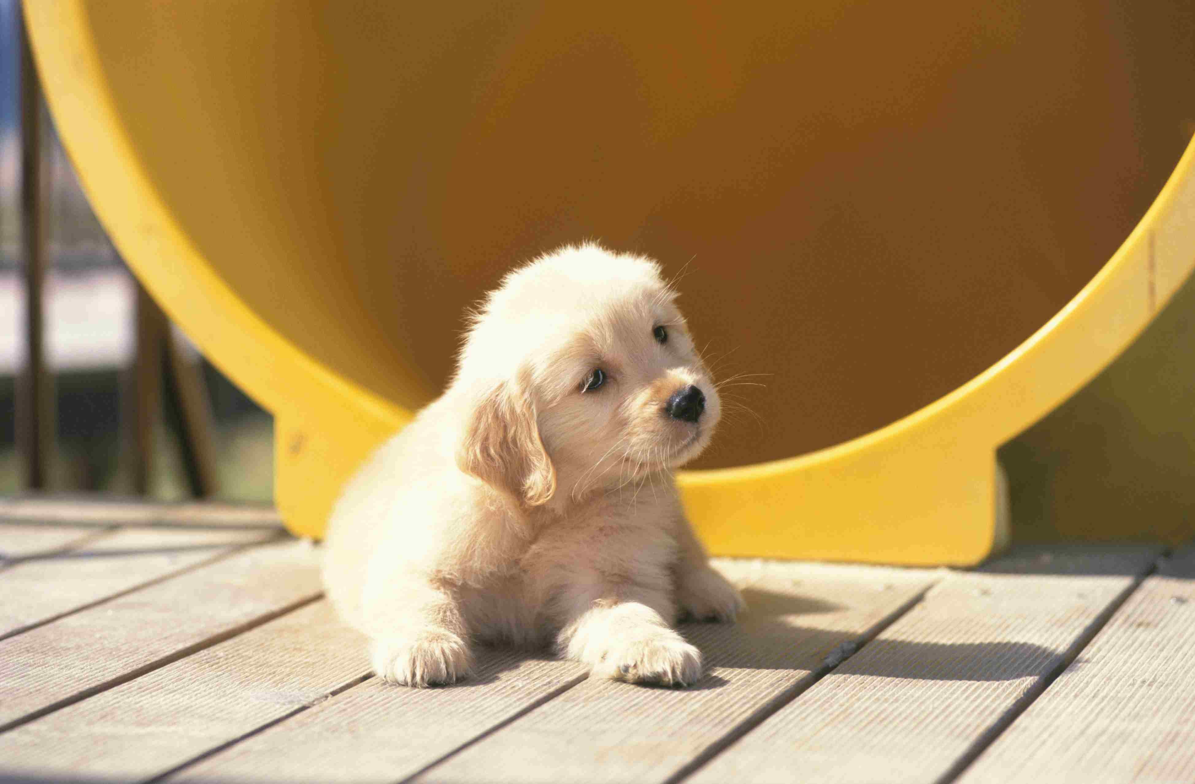10 Proven Ways to Safely Coexist with Your Dog and Children