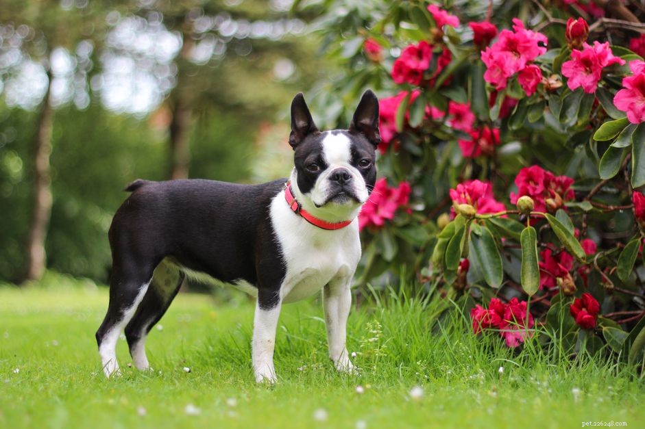 Teach Your Dog to Stand Still on Command: A Simple, Effective Training Guide