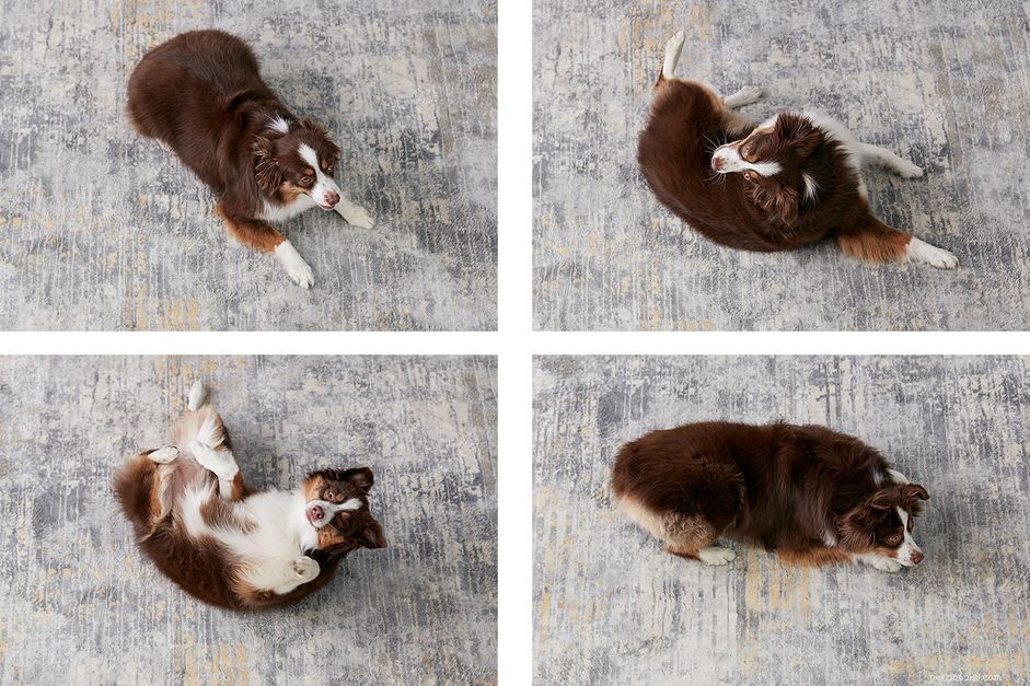 Teach Your Dog to Roll Over: A Step-by-Step Training Guide