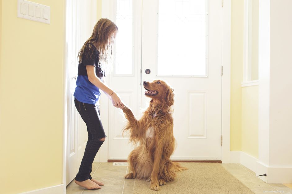 Dog Behavior Management vs Training: Key Differences Explained