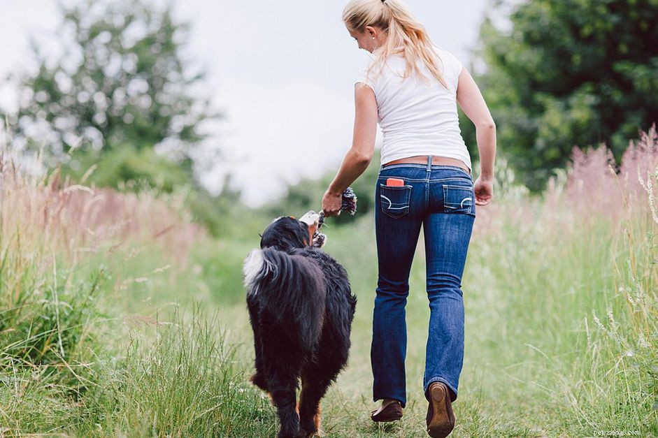 Master Heel Training: Expert Guide to Walking Your Dog Calmly by Your Side