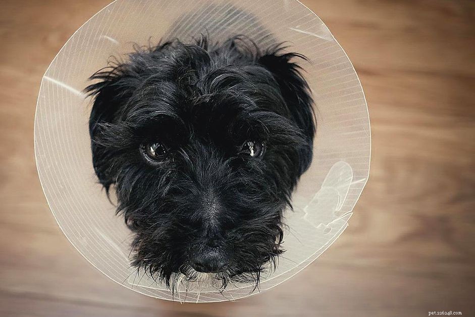 Understanding Dog Spaying: Procedure, Benefits, and Considerations