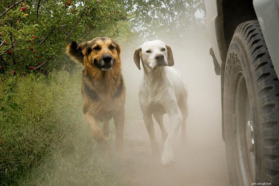 Master Emergency Recall: Train Your Dog to Come Instantly in Critical Situations