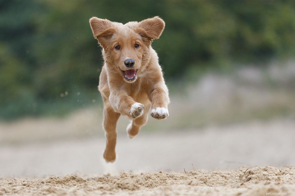 5 Proven Positive Reinforcement Techniques to Reward Your Dog