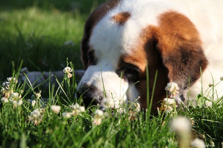 5 Proven Positive Reinforcement Techniques to Reward Your Dog