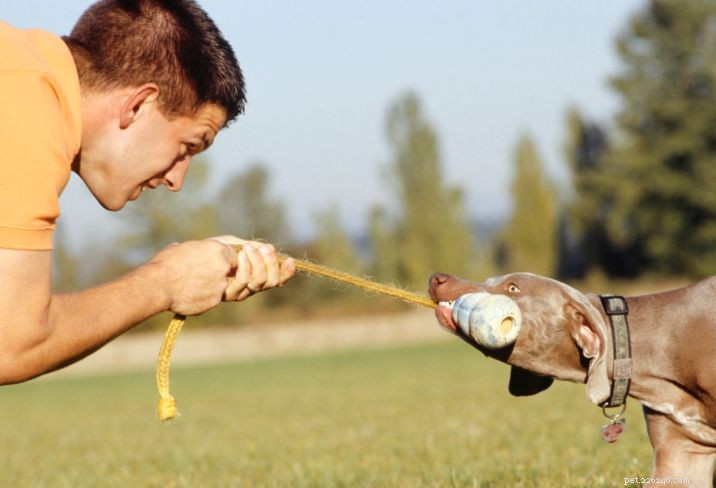 5 Proven Positive Reinforcement Techniques to Reward Your Dog