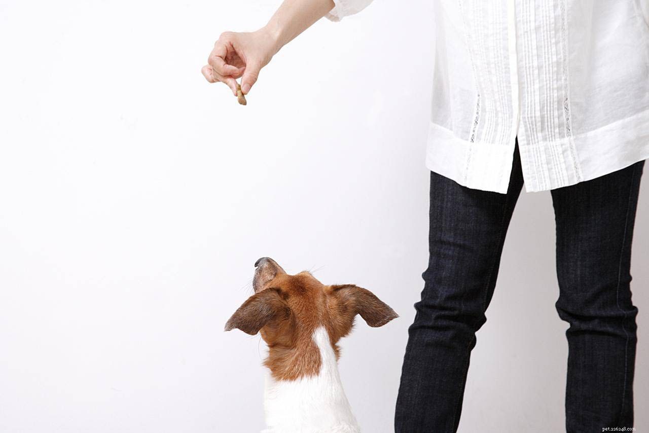 5 Proven Positive Reinforcement Techniques to Reward Your Dog