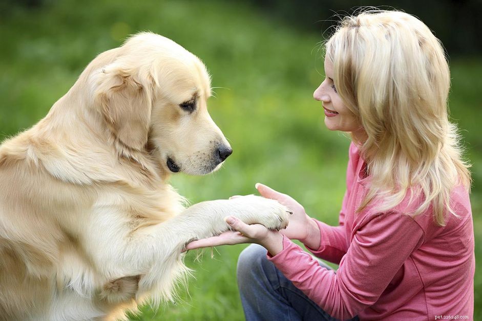 Step-by-Step Guide to Launching a Successful Dog Training Career