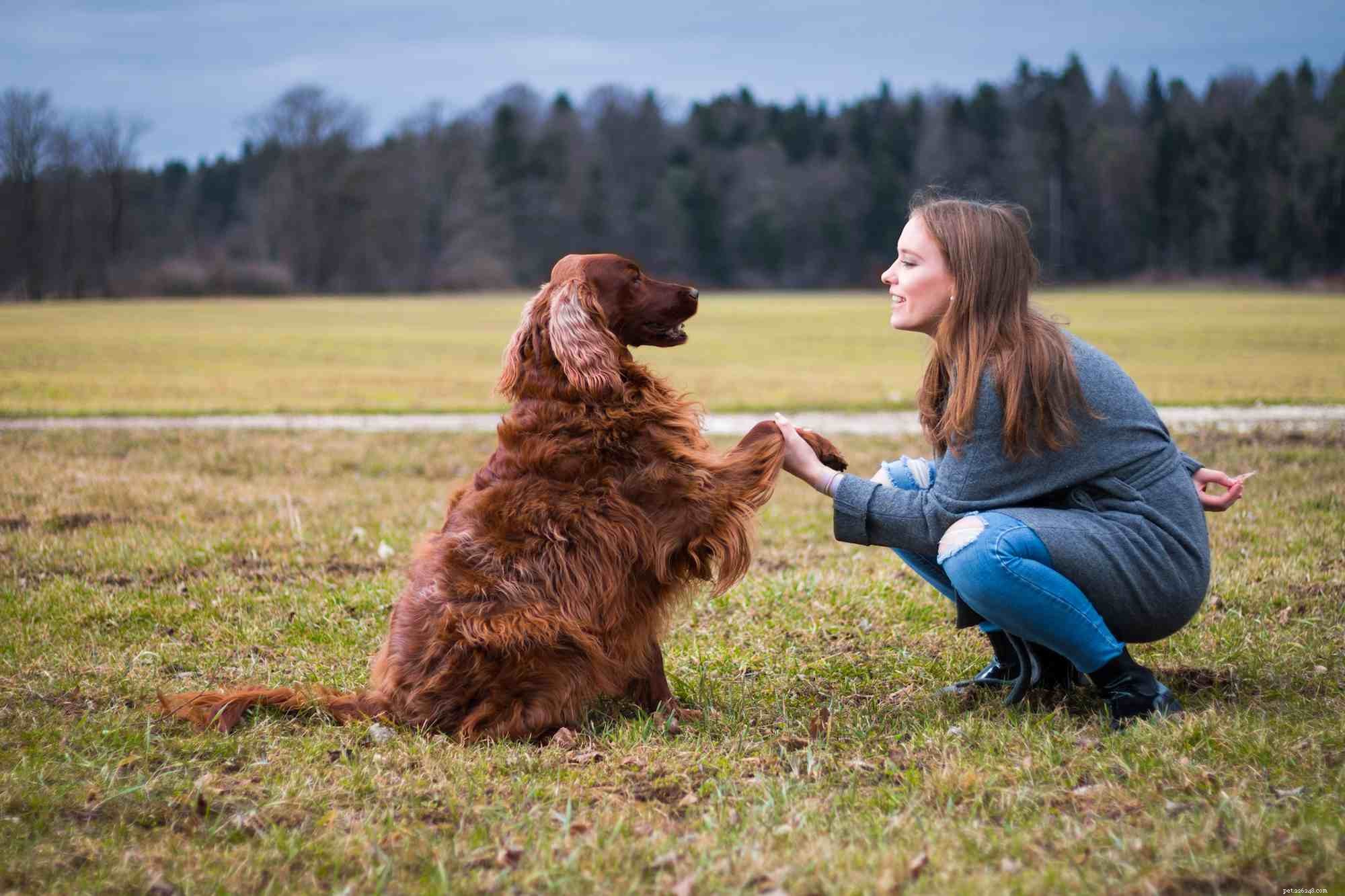 Step-by-Step Guide to Launching a Successful Dog Training Career