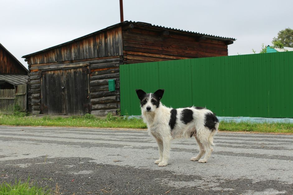 Is It Safe to Let Your Dog Roam Free? The Risks Explained
