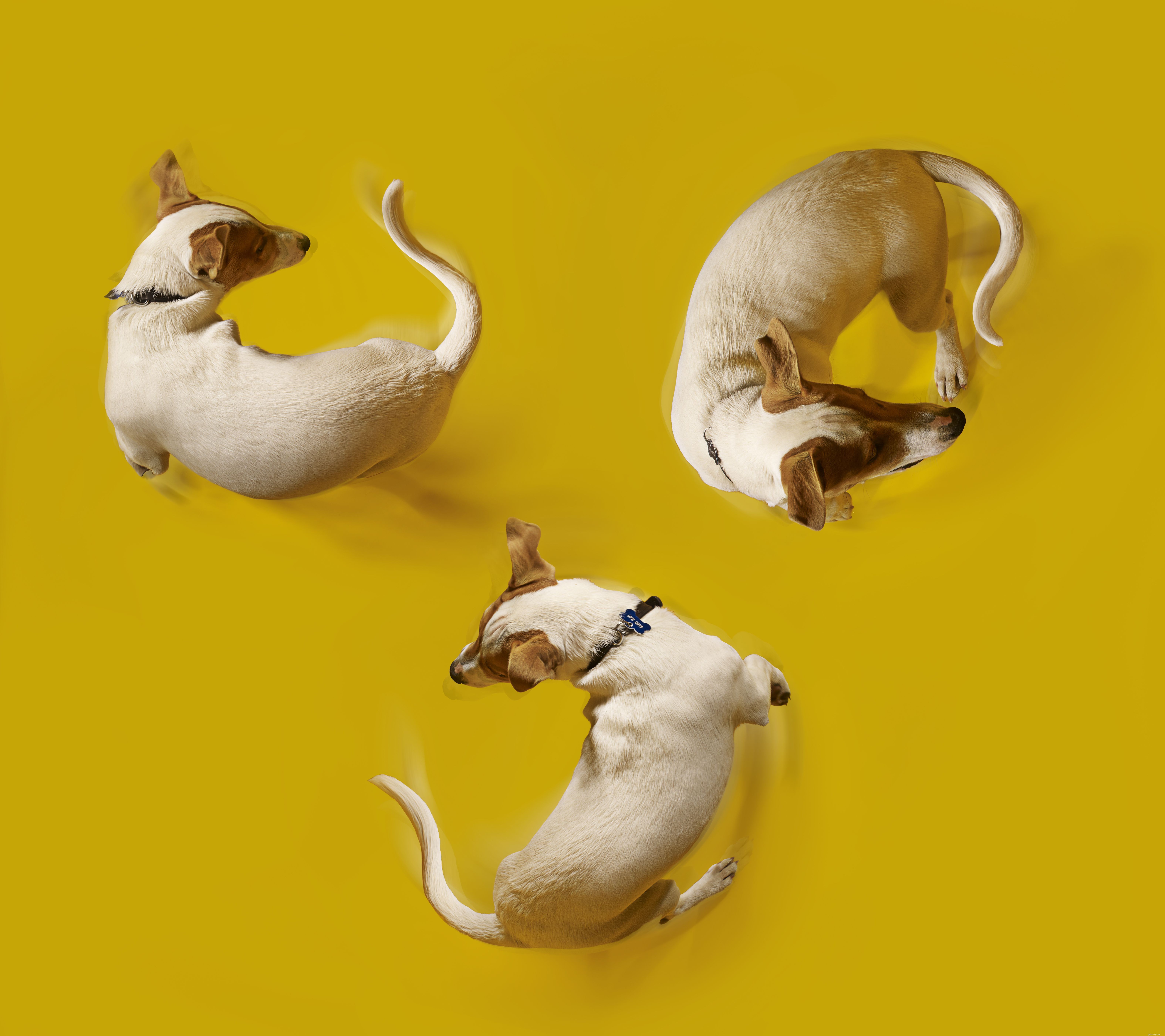 Decoding Dog Behavior: What Every Owner Should Know