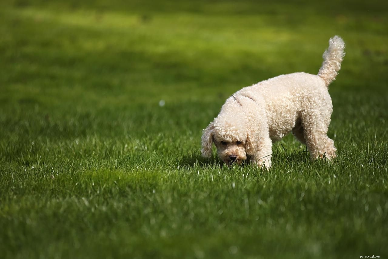 Decoding Dog Behavior: What Every Owner Should Know